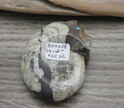 Zuni Stone Carved Fetish Ammonite Bear